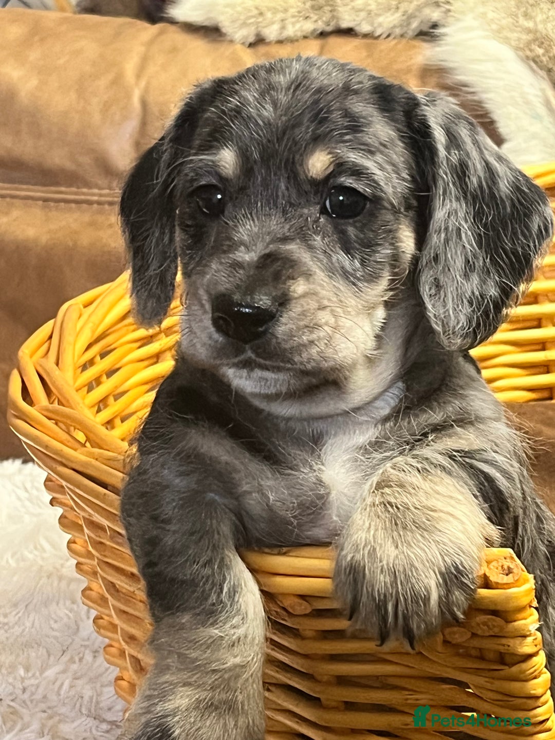 Mixed Breed dogs for sale: Adorable Daxi Jacks - Image 7