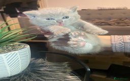 British Shorthair cats for sale: STUNNING BSH LILAC KITTENS 3 MALES/1 FEMALE  - Advert 26
