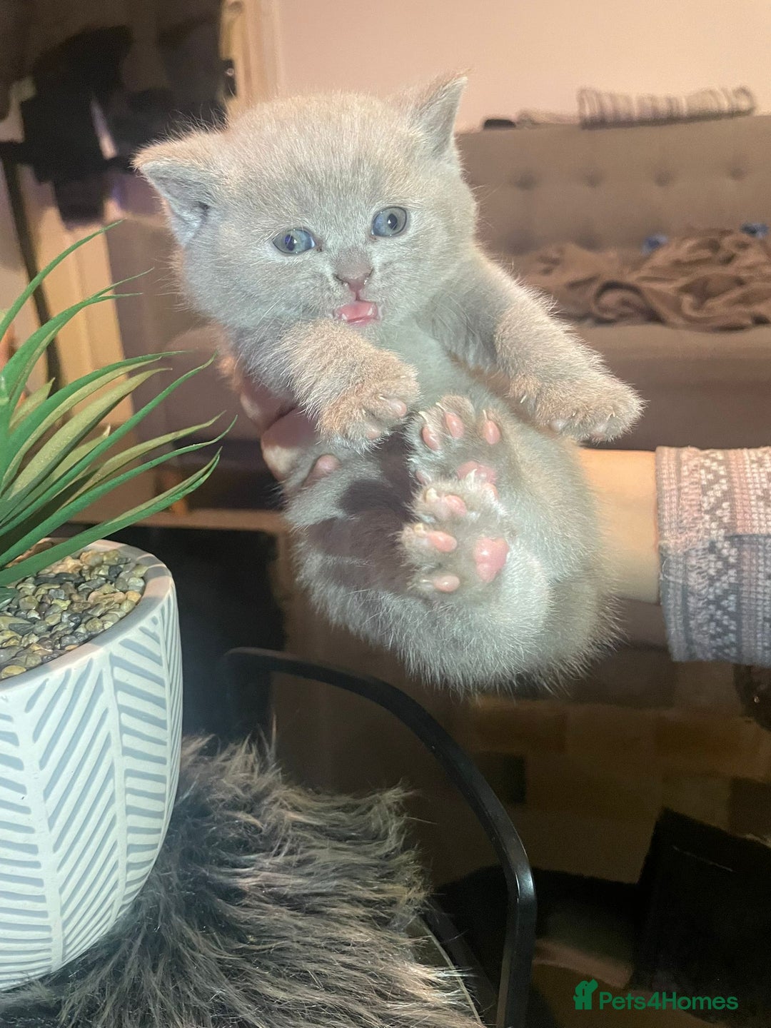 British Shorthair cats for sale: STUNNING BSH LILAC KITTENS 3 MALES/1 FEMALE  - Advert 26