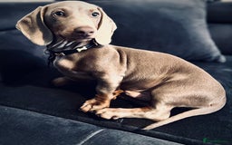 Dachshund dogs for sale: Beautiful boy dachshund  - Advert 4