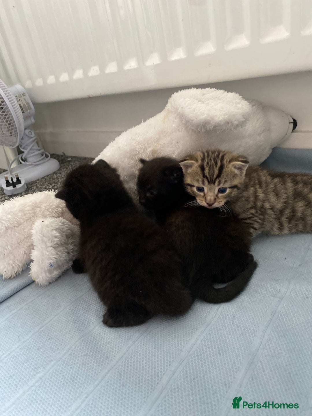 Mixed Breed cats for sale: Adorable kittens forsale  - Image 3
