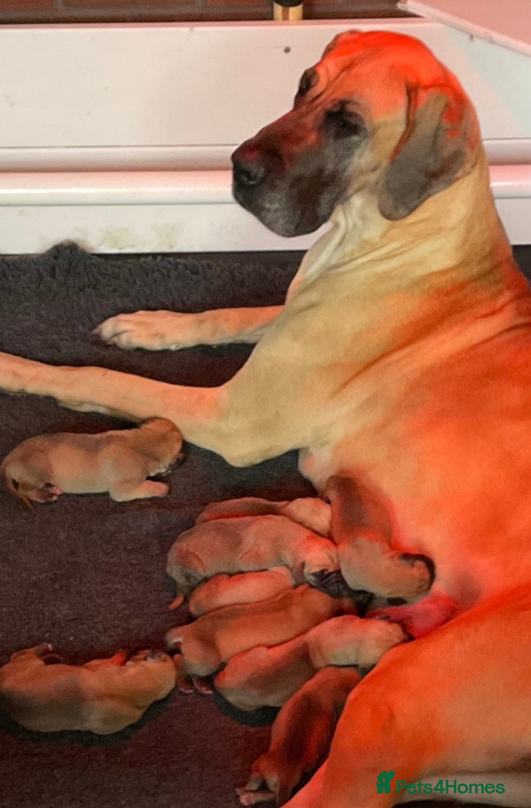 Great Dane dogs Primus Great Danes - Advert 5