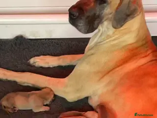 Great Dane dogs Primus Great Danes - Advert 5