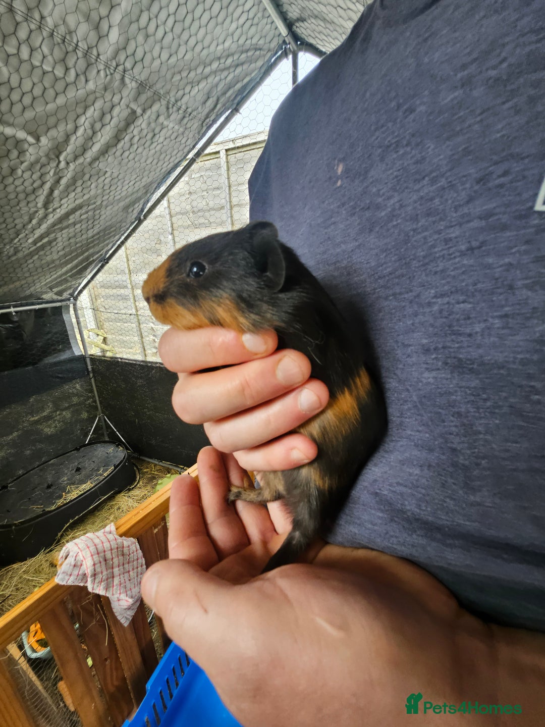 English rabbits for sale: Guinea pigs  - Image 1