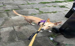 Mixed Breed dogs for adoption: Amber is looking for her forever home - Image 3