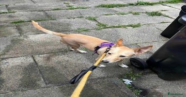 Mixed Breed dogs - Advert 3