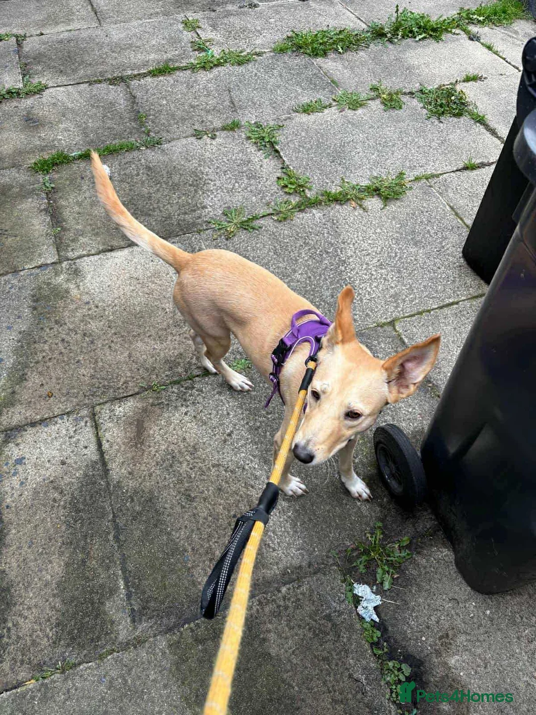 Mixed Breed dogs for adoption: Amber is looking for her forever home - Advert 3