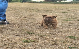 Mixed Breed dogs for sale: Chocolate frenchie X Chow carrying pink  - Image 27