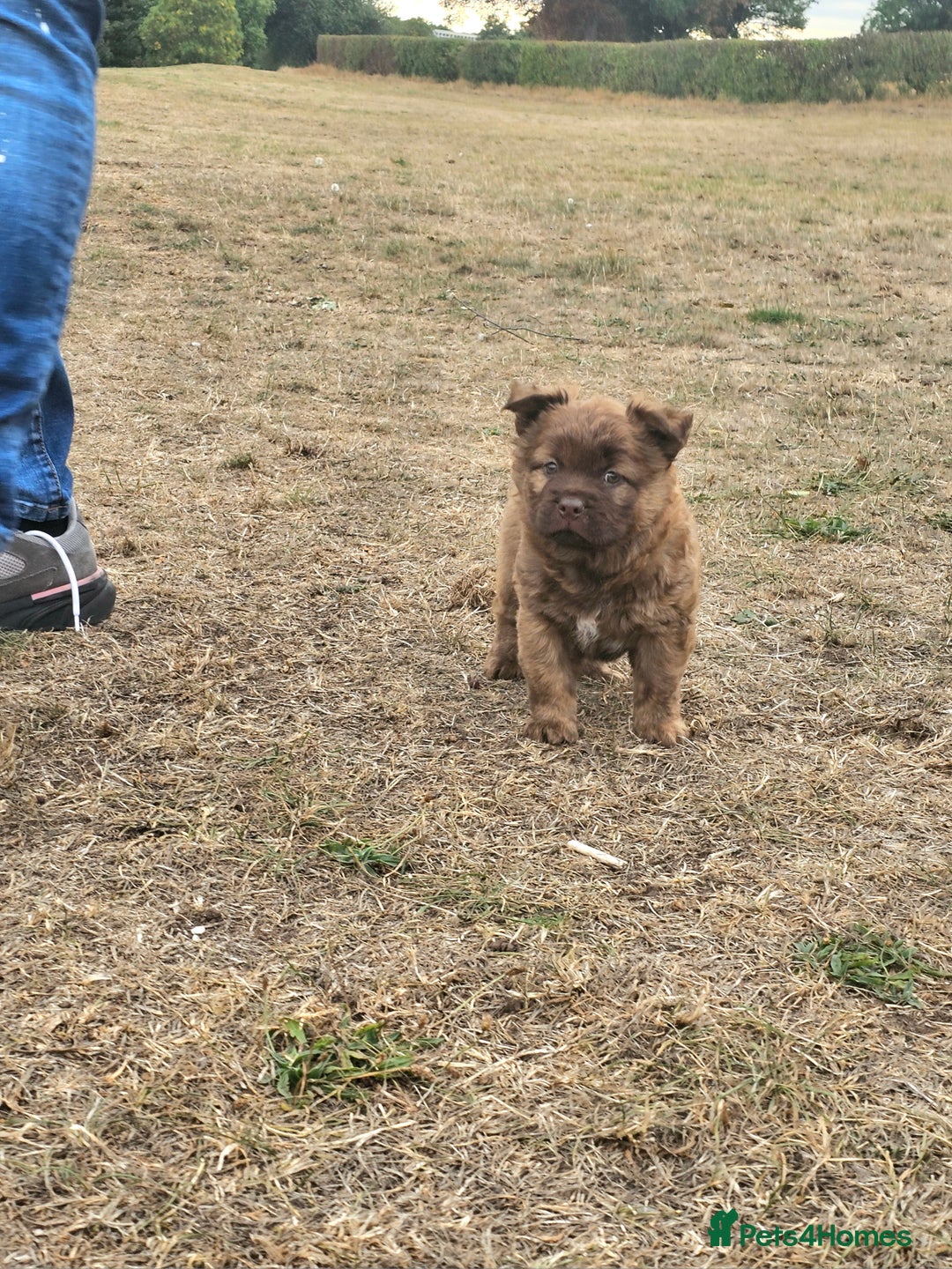 Mixed Breed dogs for sale: Chocolate frenchie X Chow carrying pink  - Image 27
