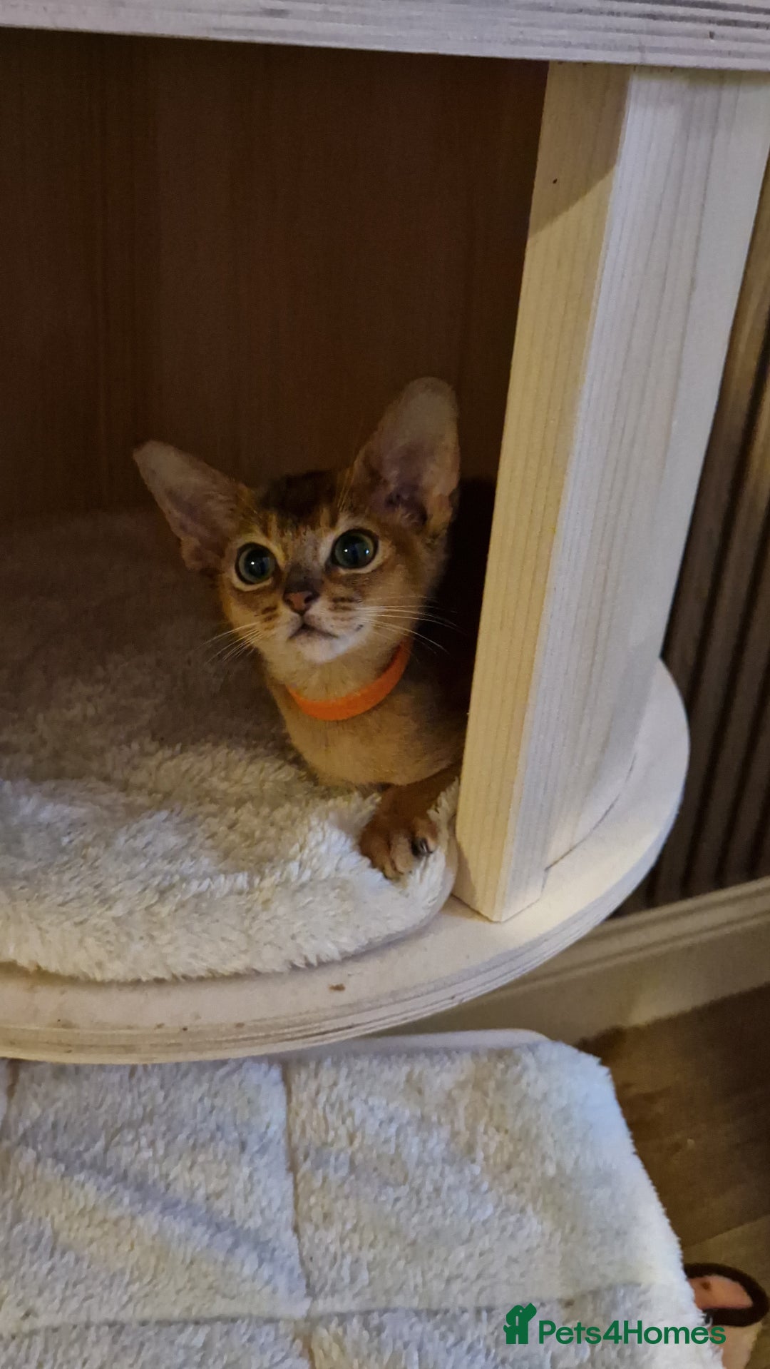 Abyssinian cats for sale: Pure Abyssian kittens ❤️ - Advert 17