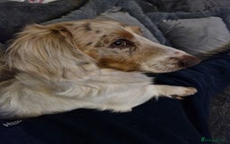 Miniature Dachshund dogs for sale: Male long hair dachshund  - Image 1