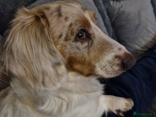 Miniature Dachshund dogs - Advert 1