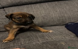 Mixed Breed dogs for sale: German shepherd x whippet  - Image 7