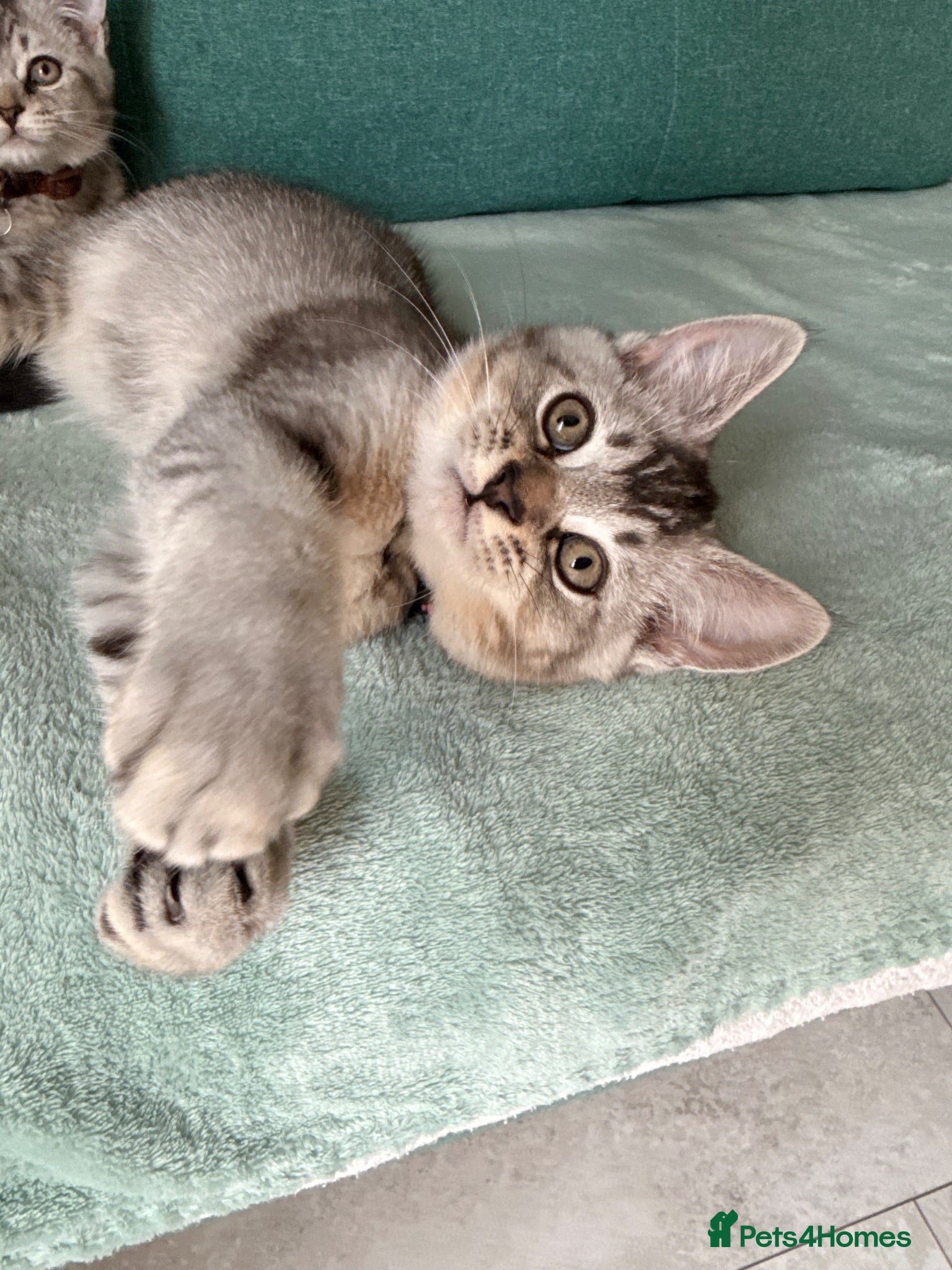 Scottish Fold cats  *2 Last boys left Pure Scottish Straight  - Advert 22