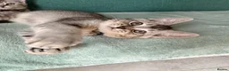 Scottish Fold cats for sale:  *2 Last boys left Pure Scottish Straight  - Advert 1