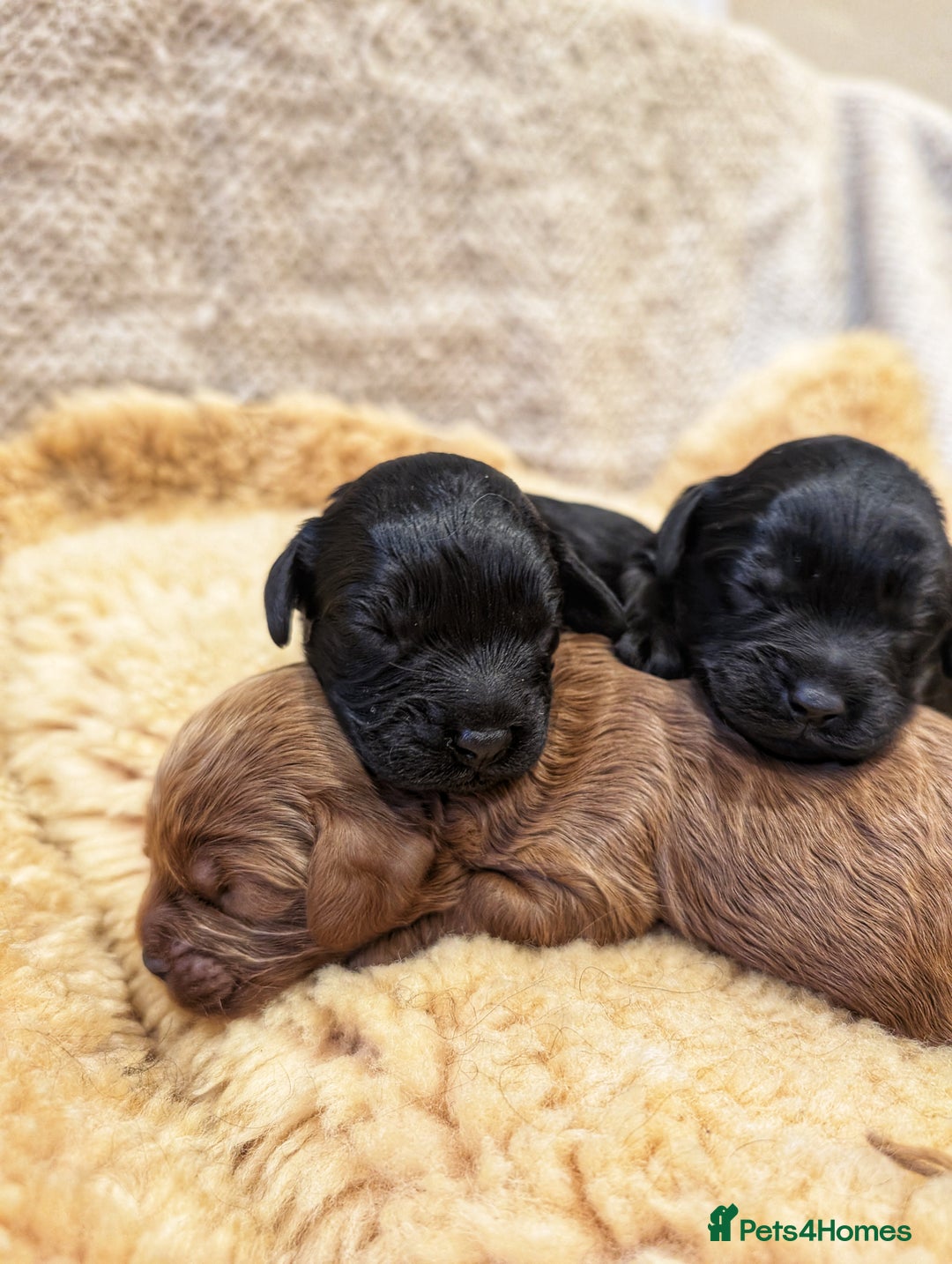 Cavapoo dogs for sale: 3 EXTENSIVELY HEALTH TESTED ADORABLE CAVAPOOS - Advert 5