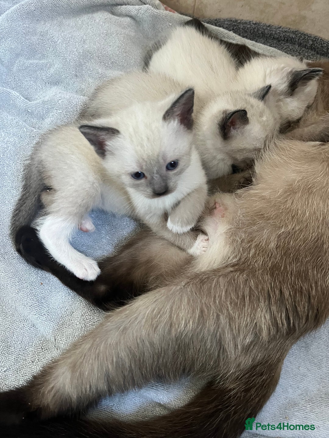 Siamese cats for sale: 3 stunning applehead Siamese kittens  - Image 18