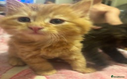 Mixed Breed cats for sale: 3 beautiful Birman cross kittens  - Image 4