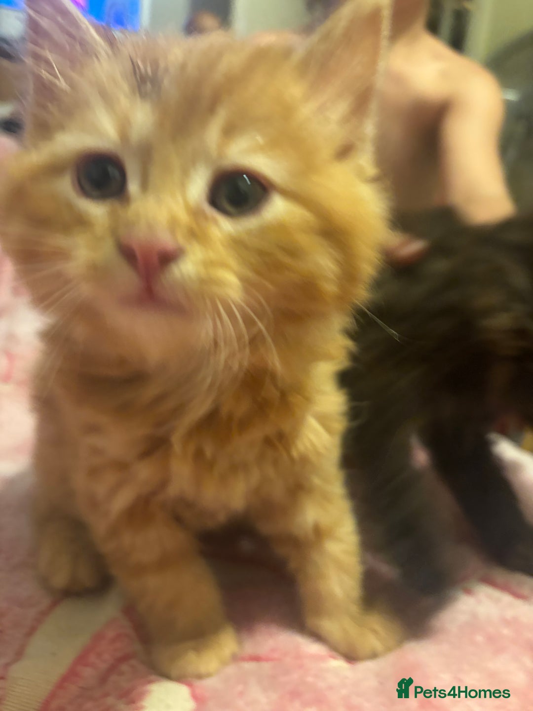 Mixed Breed cats for sale: 3 beautiful Birman cross kittens  - Image 4