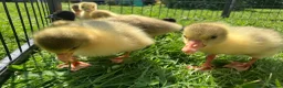 Ducks poultry for sale: Ducklings, goslings and chicks  - Advert 8