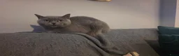 British Shorthair cats for sale: British short hair kittens  - Advert 1