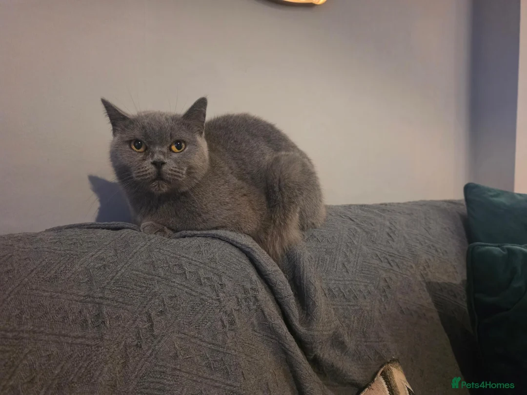 British Shorthair cats for sale: British short hair kittens  - Advert 1