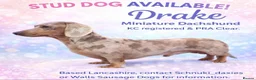 Miniature Dachshund dogs for stud: Tiny Dapple Miniature Dachshund  - Advert 1