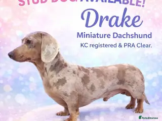 Miniature Dachshund dogs Tiny Dapple Miniature Dachshund - Advert 1