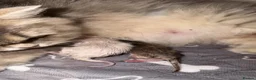 British Longhair cats for sale: ZOOMIE VET BRED BLH FEMALE - Advert 22