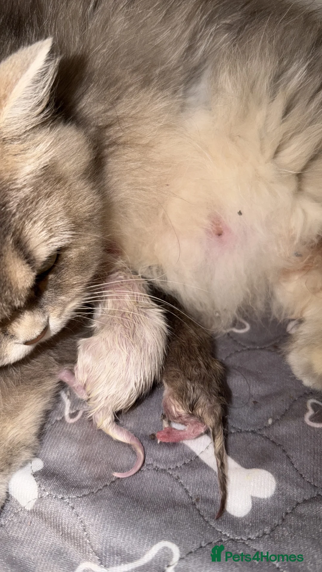 British Longhair cats for sale: ZOOMIE VET BRED BLH FEMALE - Advert 22