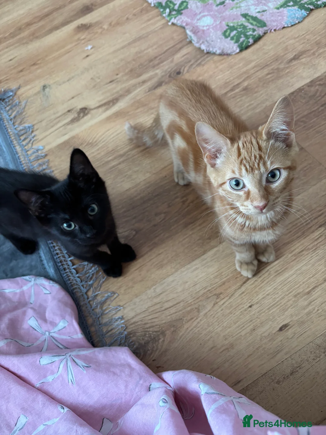 Maine Coon cats for sale: Kittens  - Advert 3