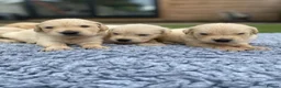 Golden Retriever dogs for sale: 🤍Cream / Platinum Golden Retriever Pups 🤍 - Advert 6