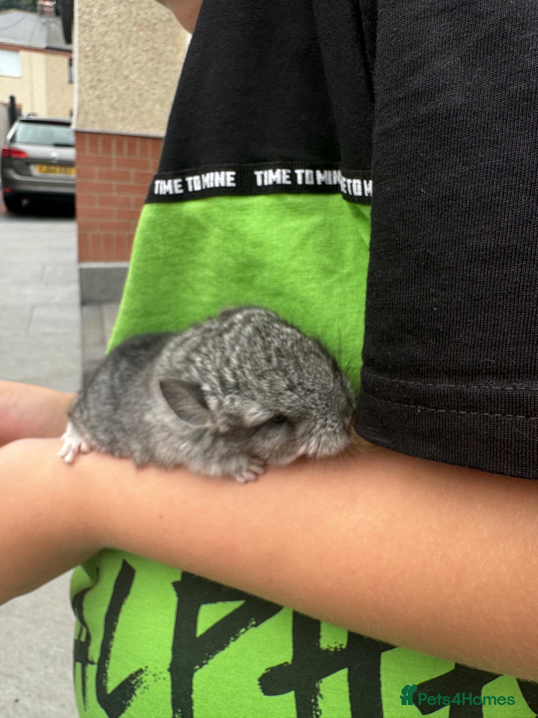 Chinchilla rodents for sale: Little boy - Advert 3