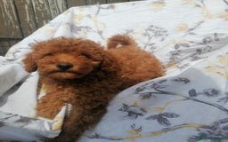 Miniature Poodle dogs for sale: Miniature poodles  - Image 25