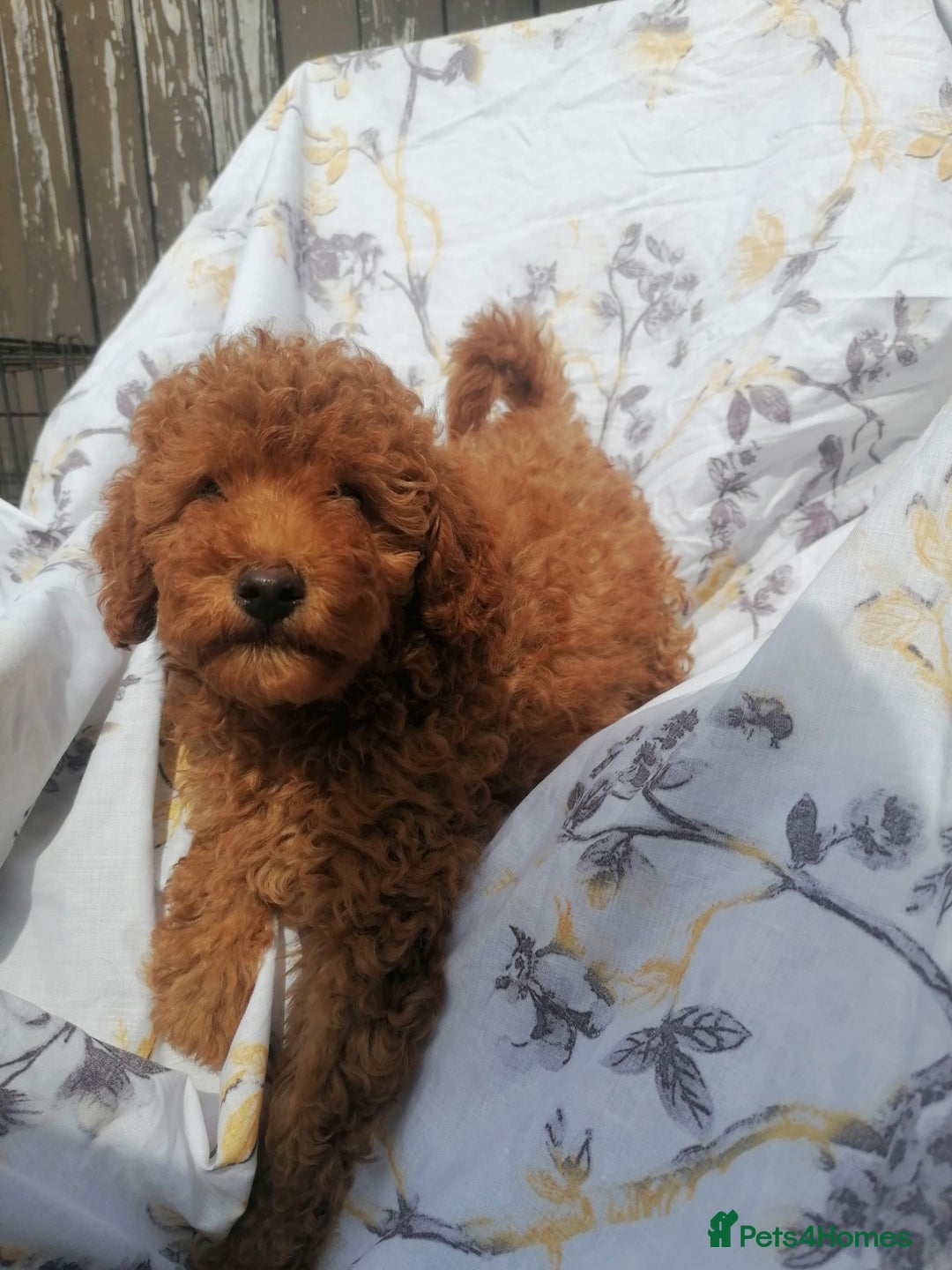 Miniature Poodle dogs for sale: Miniature poodles  - Image 25