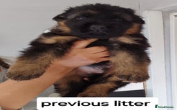 German Shepherd dogs for sale: German shepherd pups for sale  - Image 2
