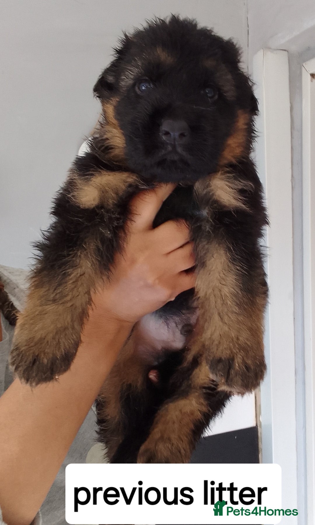 German Shepherd dogs for sale: German shepherd pups for sale  - Image 2