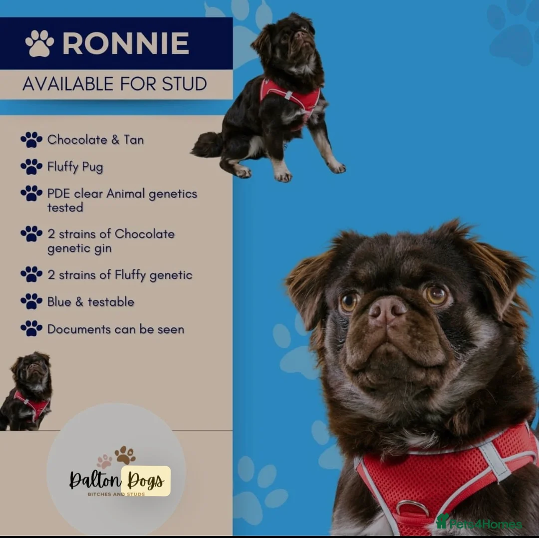 Pug dogs for stud: Proven 💦 chocolate kc reg pug boys for stud 💦 in Mexborough - Advert 5