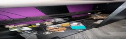 Bearded Dragon reptiles for sale: Bearded dragon + full vivarium setup + storage in Worthing - Advert 9