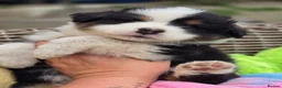 Australian Shepherd dogs for sale: Australian Shepherd  - Advert 24