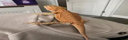 Bearded Dragon reptiles for sale: Friendly bearded dragon in Clevedon - Advert 5
