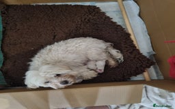 Maltese dogs for sale: Beautiful miniature maltese puppies  - Image 11