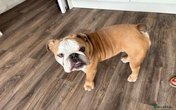 Mixed Breed dogs for sale: Very handsome bulldog - Image 12