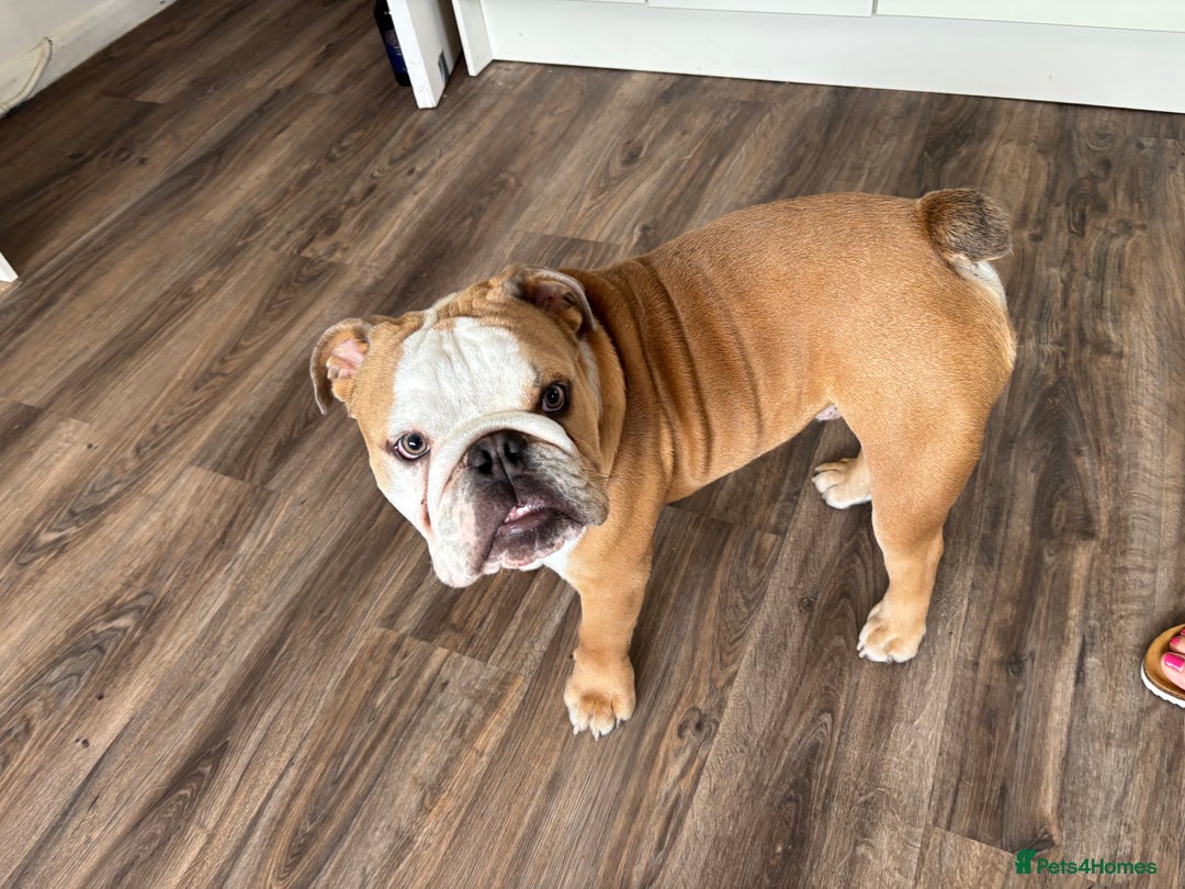 Mixed Breed dogs for sale: Very handsome bulldog - Image 12