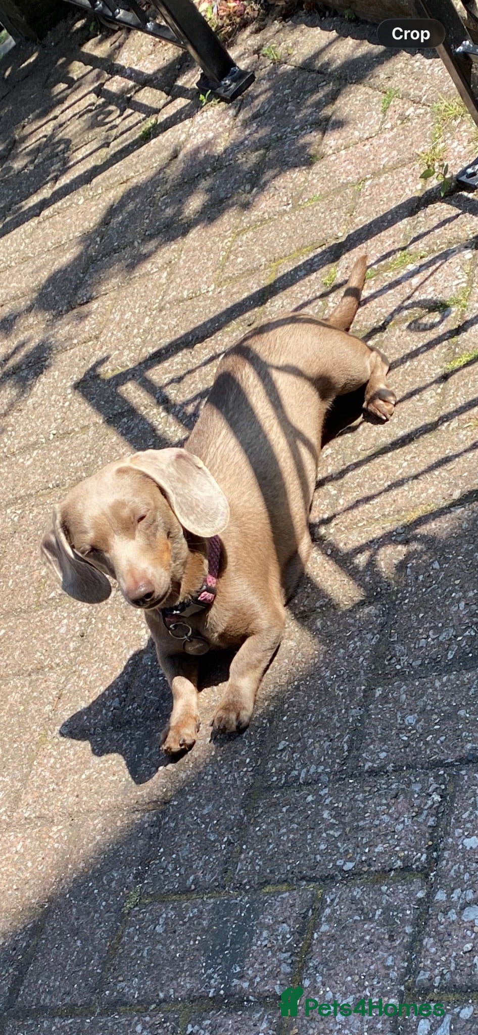 Miniature Dachshund dogs Female  - Advert 6