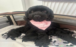 Cockapoo dogs for sale: 🖤BEAUTIFUL COCKAPOO FOR SALE🖤 - Advert 19