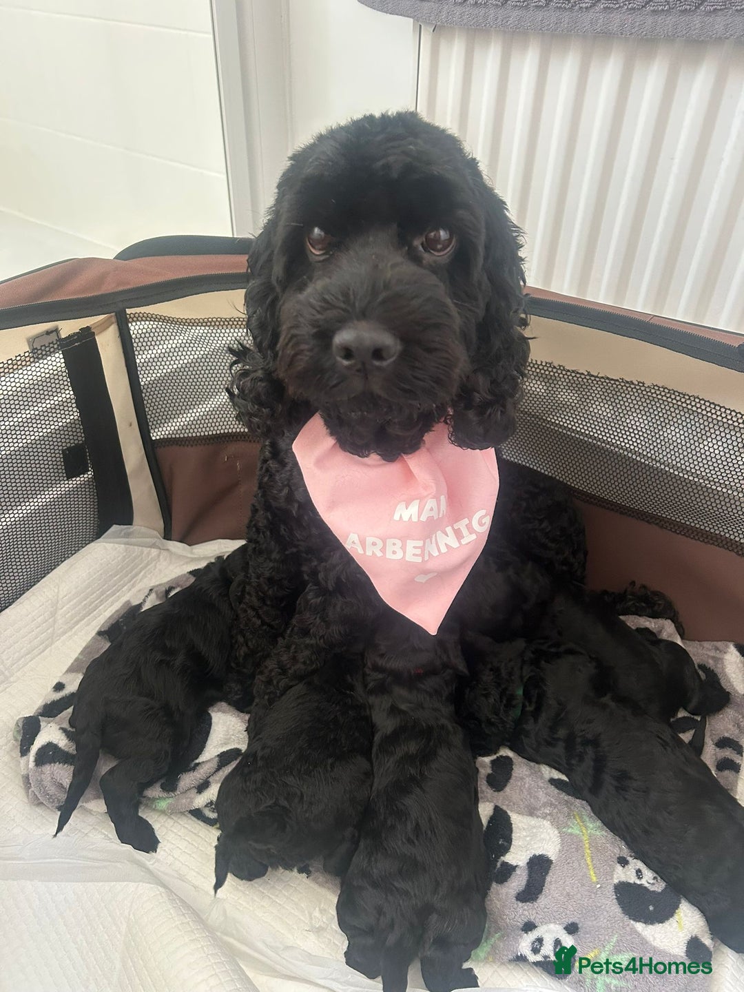 Cockapoo dogs for sale: 🖤BEAUTIFUL COCKAPOO FOR SALE🖤 - Advert 19