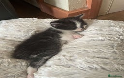 Domestic Shorthair cats for sale: Kittens for sale - Image 4