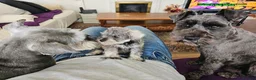 Miniature Schnauzer dogs for sale:  KC reg Miniature Schnauzer pups   - Advert 5