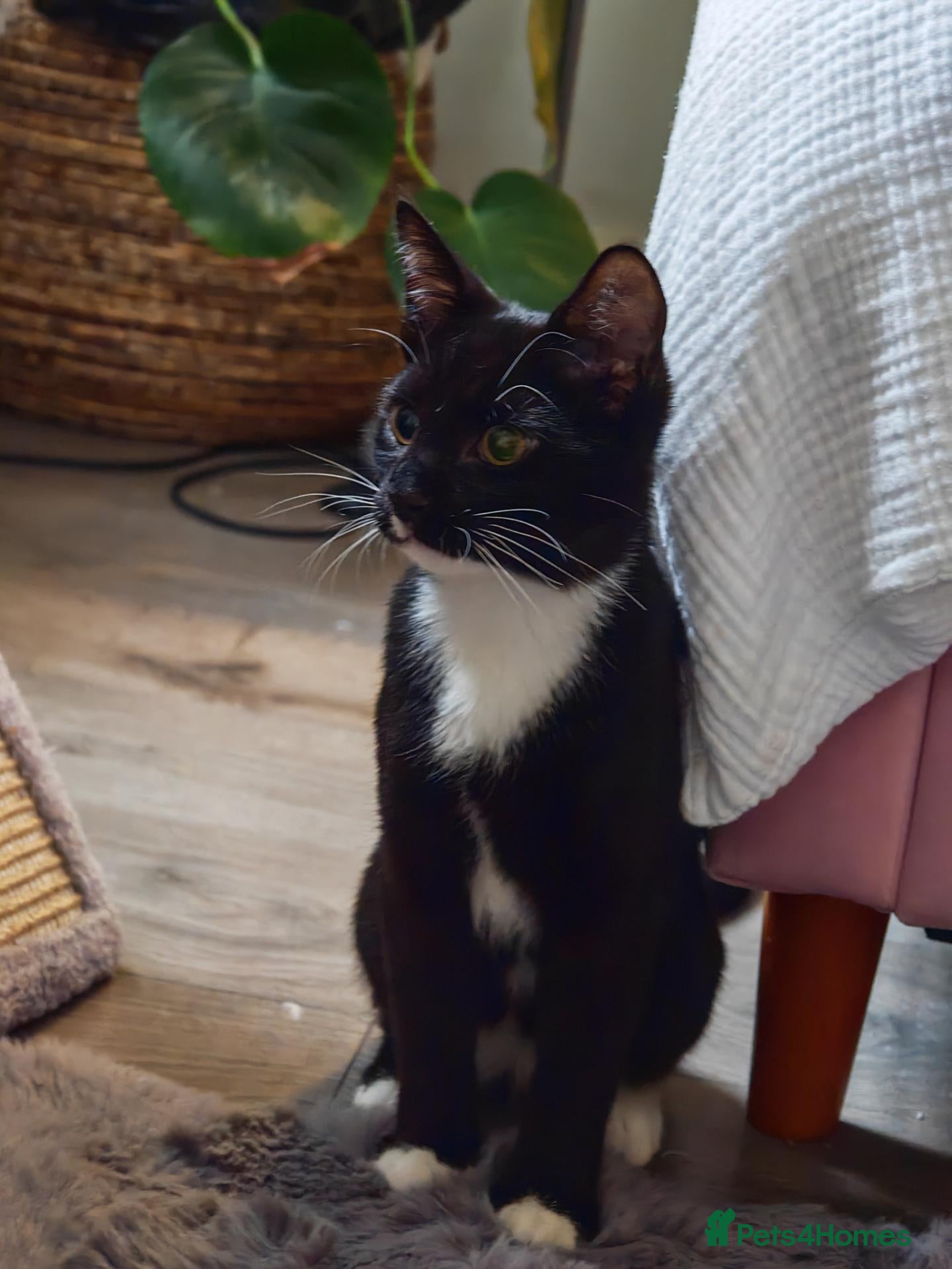 Mixed Breed cats for sale: Beautiful 5 months male cat looking for  home  - Advert 1